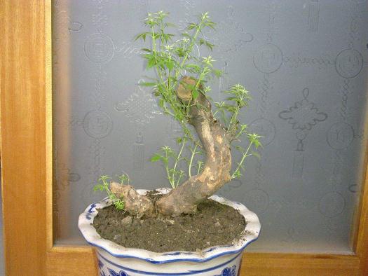 安阳市三角湖公园3000盆果树盆景喜迎国庆