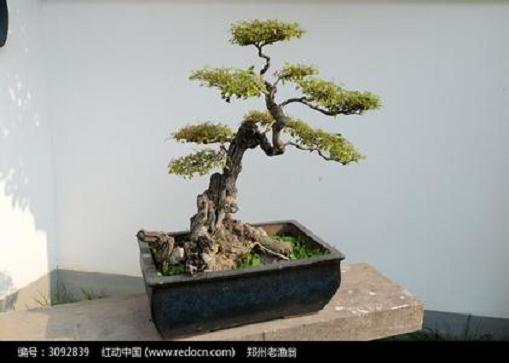 &ldquo;焦作盆景&rdquo;在中国国际花博会上获得佳绩