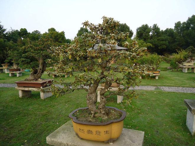 焦作市选送的参展盆景获2个银奖