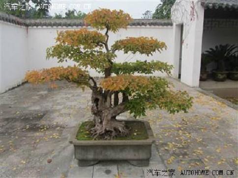 焦作市的星期天市场有盆景出售