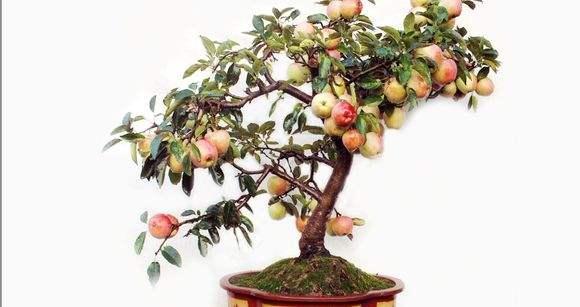 濮阳园林盆景协会