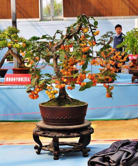 许昌建成全国最大花木盆景基地