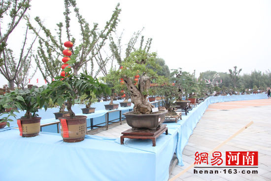 许昌鄢陵花博会:  盆景花艺美不胜收