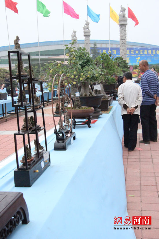 许昌鄢陵花博会:  盆景花艺美不胜收