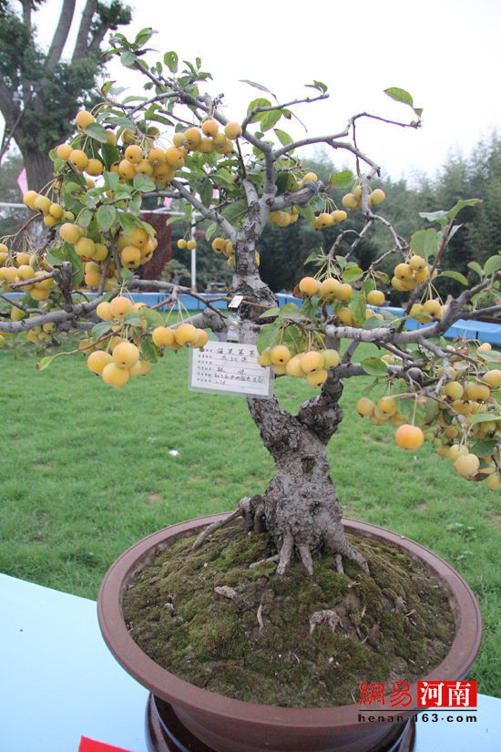 许昌鄢陵花博会:  盆景花艺美不胜收