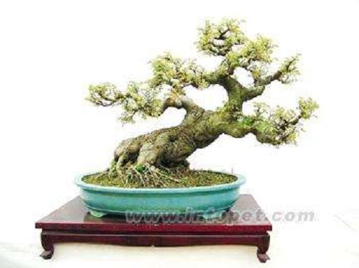 中国盆景展漯河获1金5铜