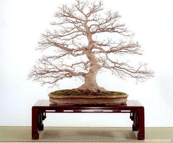 漯河市首届书画盆景艺术展开幕