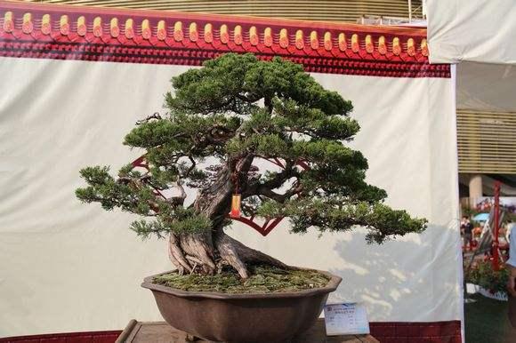 南阳月季文化节精品月季盆景今日开展