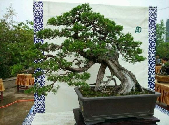  商丘市首个盆景赏石园林馆开馆