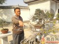 62岁老人痴迷盆景三十年 是商丘盆景界第一人