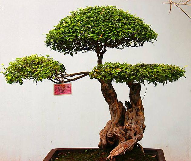 商丘市:百余名盆景爱好者 欢聚商丘谈心得