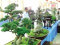 第四届信阳国际商城杯花木盆景