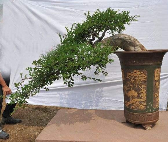 信阳固始龚卫平：小小盆景显精神