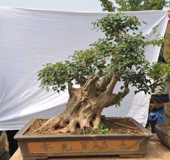 信阳市花木盆景喜获多项殊荣