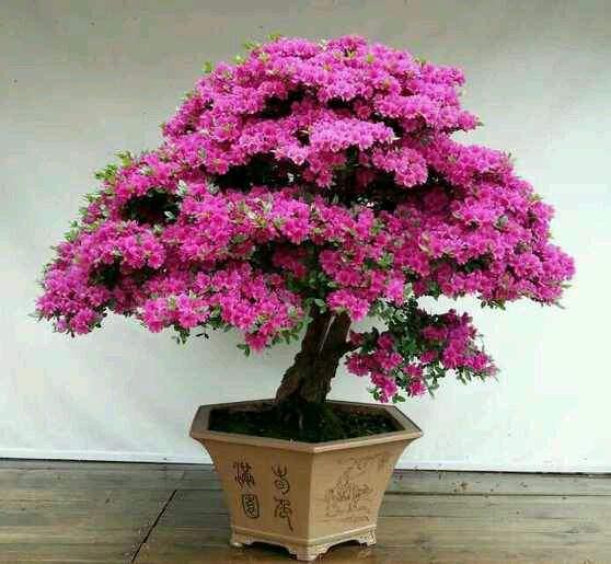 信阳市第三届盆景大赛暨花木展销会开幕