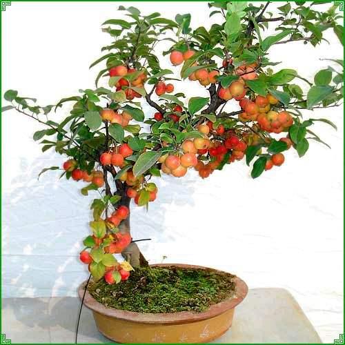 第十一届中原花博会举办插花花艺大赛、中州盆景大赛