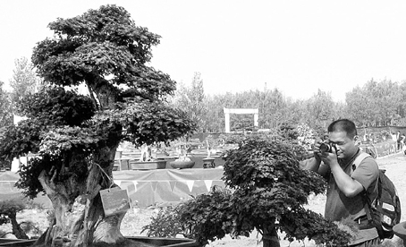 “生态杯”中州盆景大赛开幕(图)