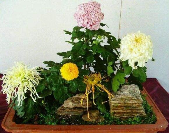 河南：盆景艺菊当&ldquo;头雁&rdquo; 两株菊花卖了1万多元