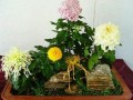 河南盆景艺菊当头雁 两株菊花卖了1万多元