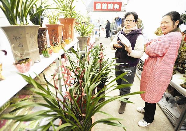 湖北：兰花盆景受宠 价格达数百上千元一盆销量仍不错