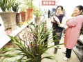 湖北兰花盆景受宠 价格达数百上千元一盆销量仍不错
