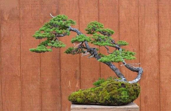 &ldquo;中国第一锰&rdquo;反哺共建&ldquo;湖北盆景第一村&rdquo;