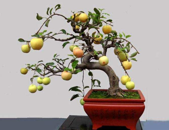 水果蔬菜盆景走俏湖北大学校园