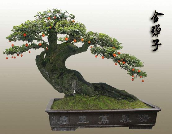 湖北:恩施来凤花卉盆景畅销四方 绿了酉水富了百姓