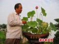 湖北盆景荷花成云梦城乡居民的新宠（组图）