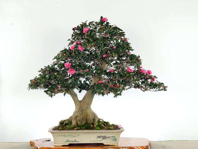 湖北：麻城五脑山&ldquo;首届茶花（盆景）展&rdquo;将拉开帷幕