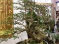 湖北展区以盆景为主亮相第七届花博会