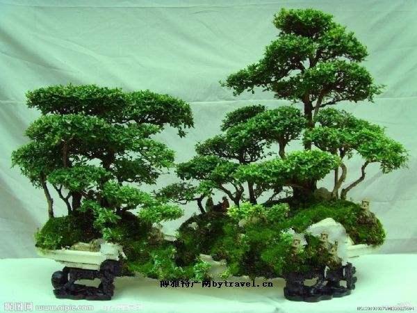 湖北建始三男子见财起意 盗窃10棵盆景景观树