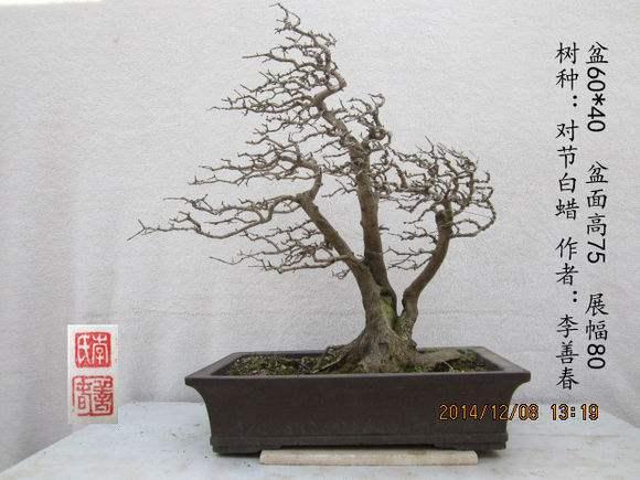 湖北盆景作品获全国大赛金奖