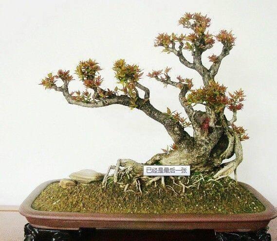 湖北:长阳加速建设清江盆景园