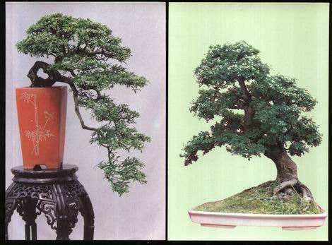 湖北：沙市花卉盆景协会成立