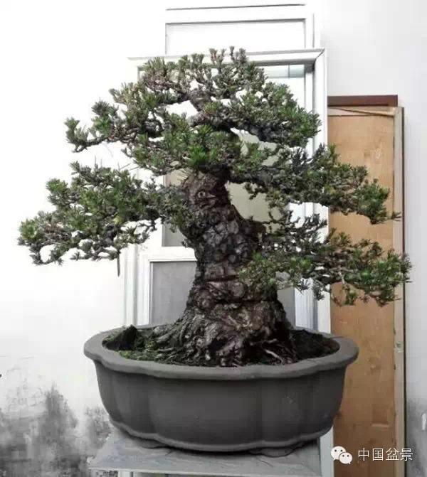 湖北:百盆盆景将亮相2013年黄冈盆景花卉展