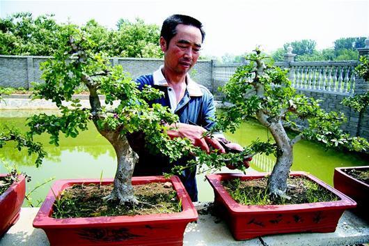 湖北:京山县盆景乱象 非暴利之路在何方