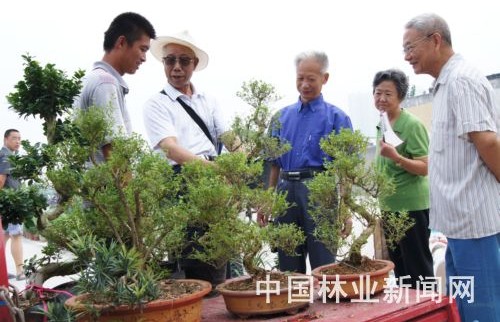 湖北襄阳花市热卖小型盆景