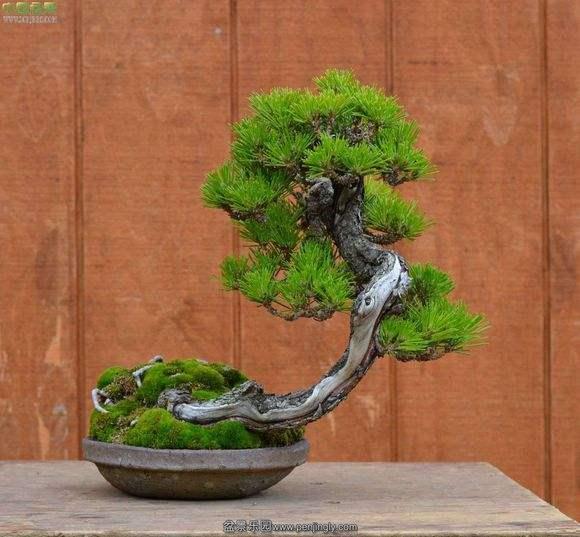 湖北民族学院花木盆景协会荣获&ldquo;全国高校优秀社团&rdquo;称号