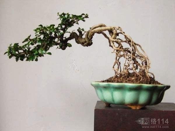 湖北民族学院花木盆景协会举办校园植物冬点兵