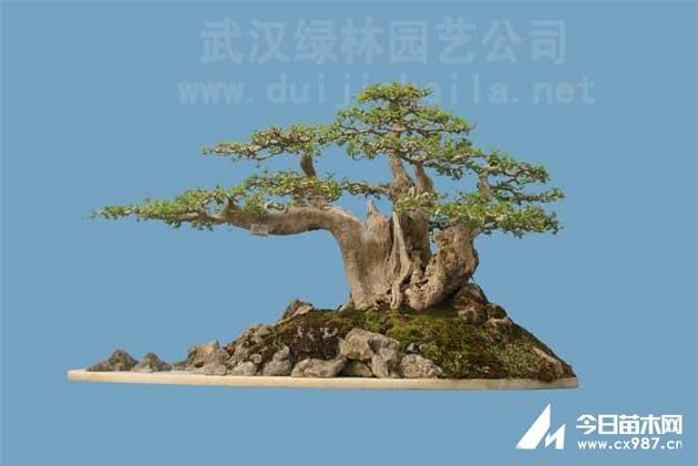 湖北省花木盆景协会召开第四届会员代表大会