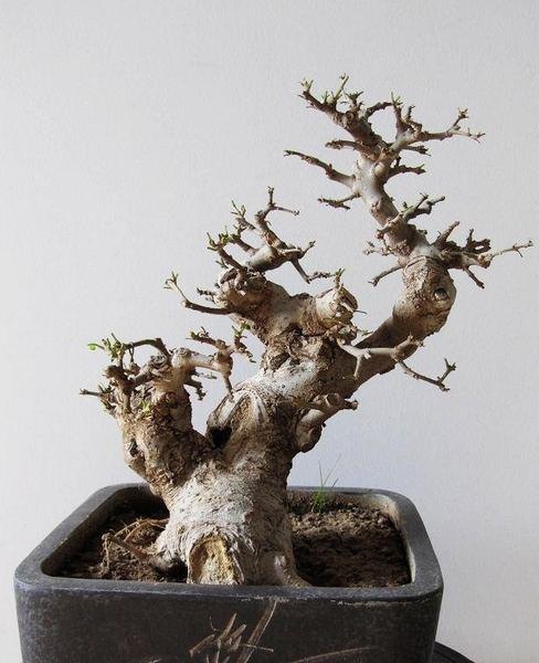 湖北民族学院花木盆景协会