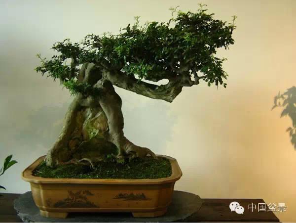 湖北省花木盆景协会盆景分会第一次代表大会在武汉顺利召开