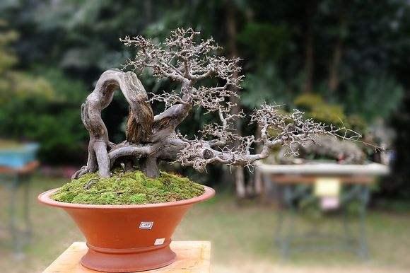 湖北省花木盆景协会会长在全省花协工作座谈会上的讲话