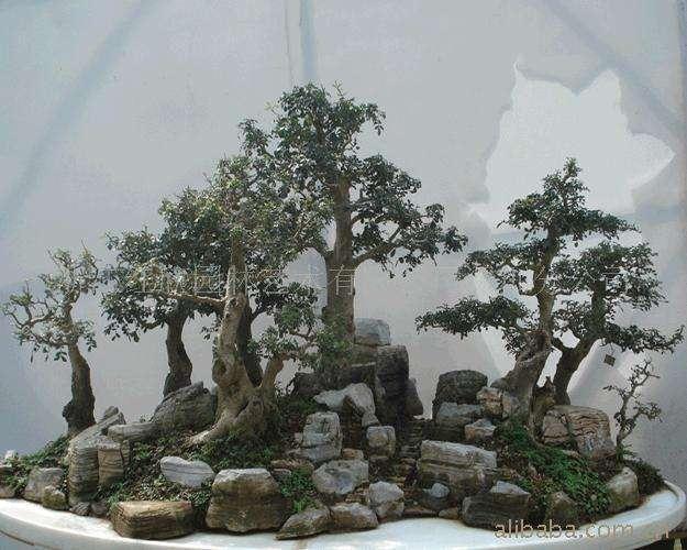 楚天盆艺展新姿&mdash;&mdash;记第三届湖北楚天杯盆景展