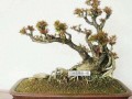 湖北薪春县举办联想杯盆景艺术展