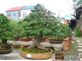 湖北省花木盆景正逐步形成新的产业规模