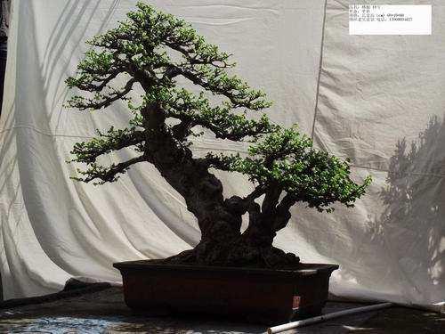 湖北来凤县 栽培花木盆景走上了致富之路