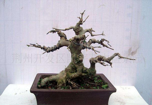 湖北盆景界召开动势盆景写作选题会