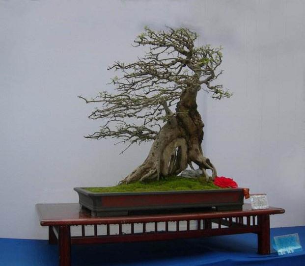 中国盆景展武汉获1金6银